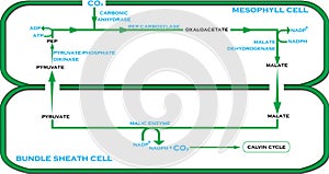 C4 Cycle Carbon Fixation Cycle in Easy Steps photo